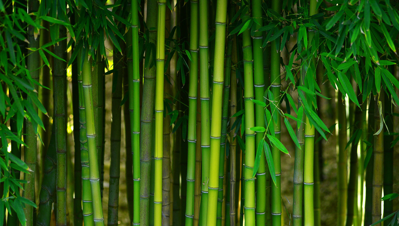 Bamboo