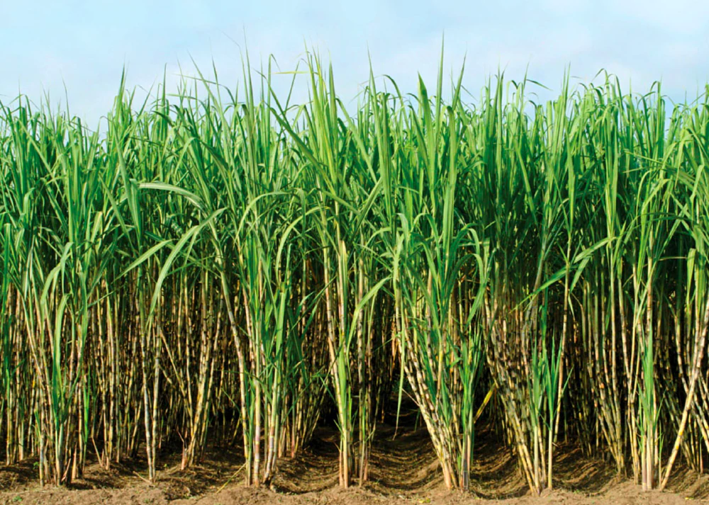 Grass in a field.