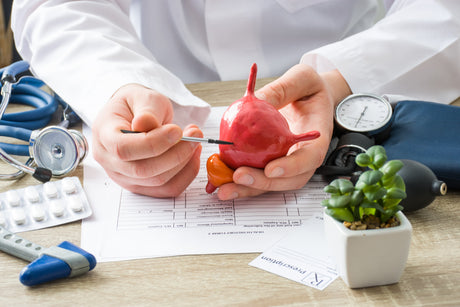Close up of a doctor at their desk pointing to a section of a model bladder in their hands with various medical related items on the desktop, including stethoscope, blood pressure pump, medical paper, and prescription pad. 