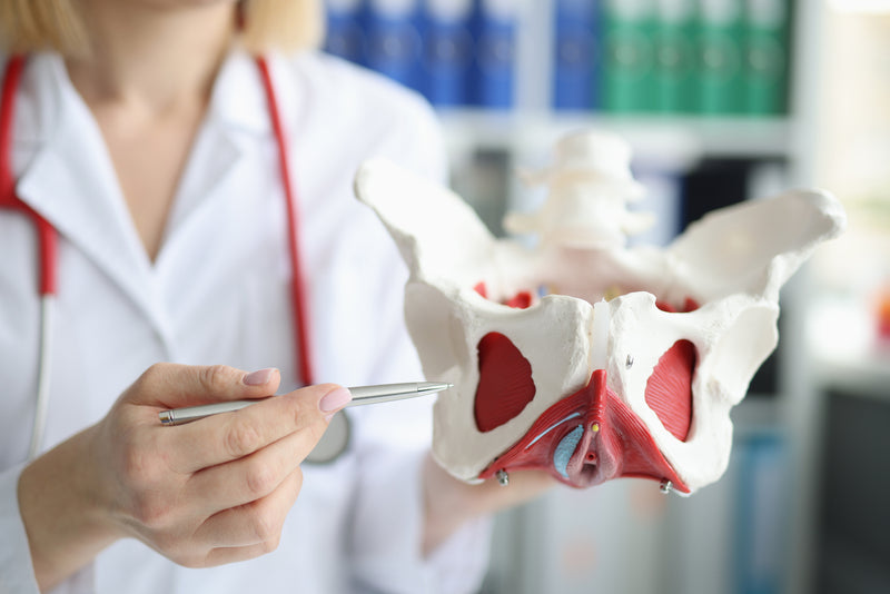 A doctor points to a model of the pelvic organs.