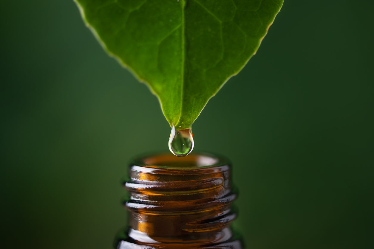 A leaf dripping water into a small bottle.