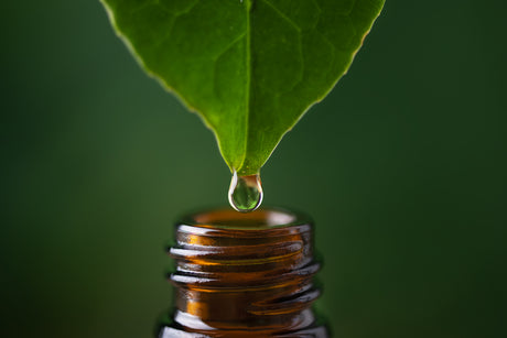 A leaf dripping water into a small bottle.