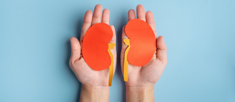 Two hands hold a graphical representation of kidneys.